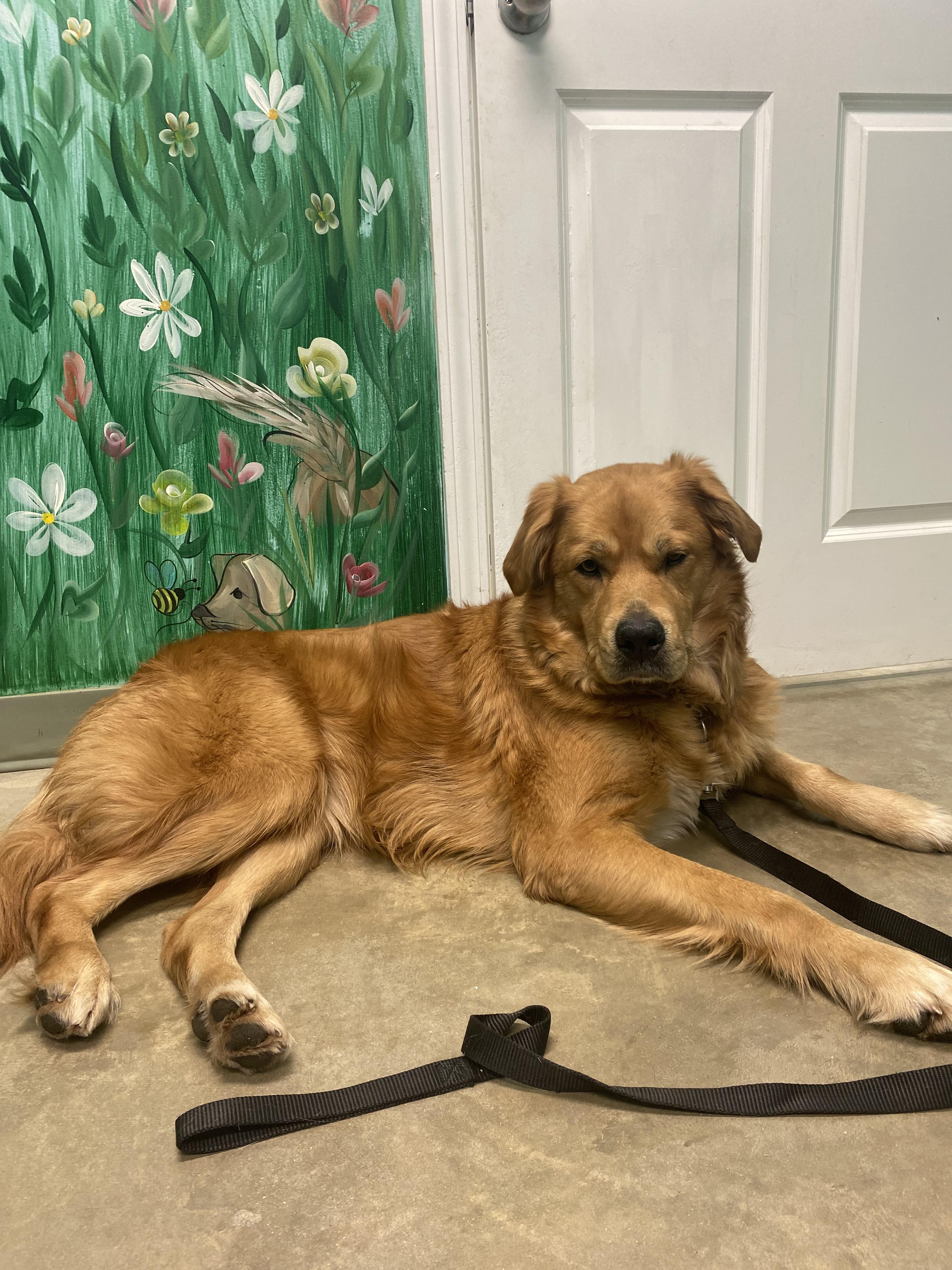 Enlarge Cora, a Adopted mixed breed in Godfrey, IL image 3/3