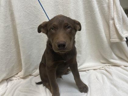 Yodel, Adoptable, Young Male Labrador Retriever & Mixed Breed.