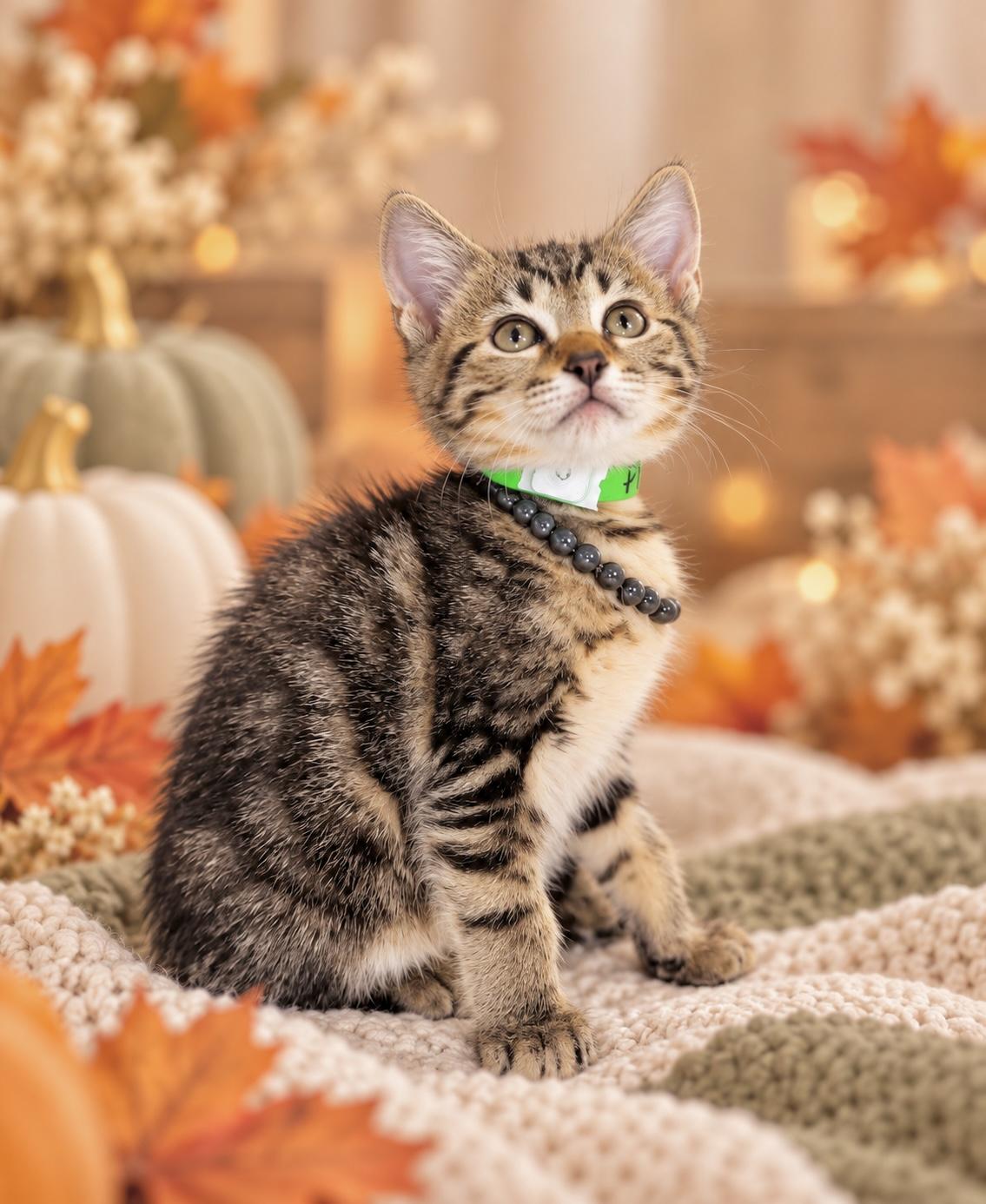 Enlarge Phil, a Adoptable Tabby in Tavares, FL image 2/2