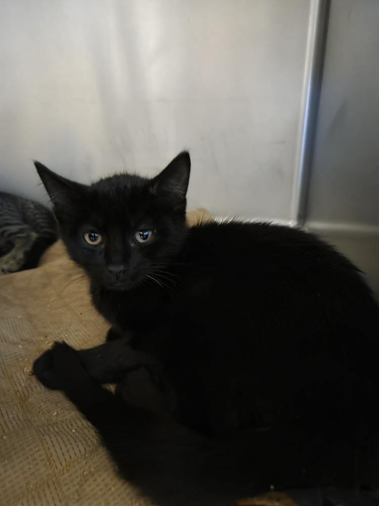 Enlarge Filly, a Adoptable mixed breed in Salmon, ID image 1/1