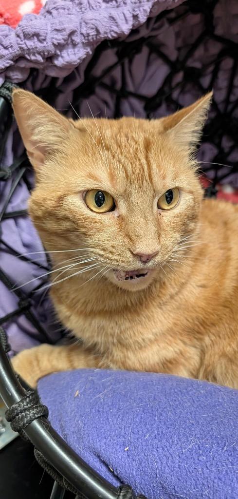 Marvin, a Adoptable mixed breed in Ellijay, GA image 1/2