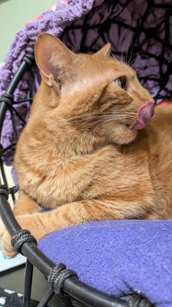 Marvin, Adoptable, Adult Male Domestic Short Hair.