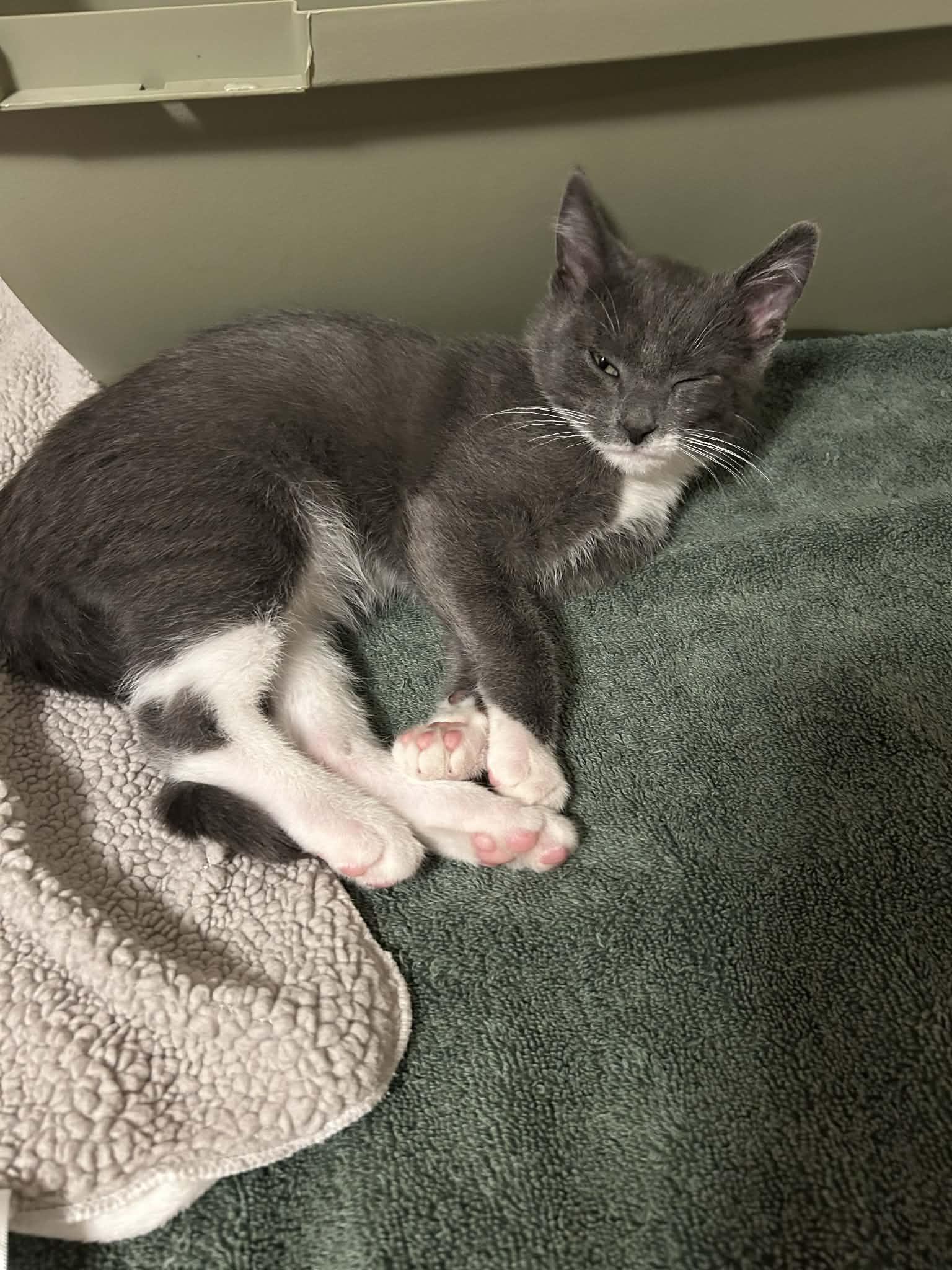 Jingle, a ADOPTABLE Domestic Short Hair in Wading River, NY image 2/6