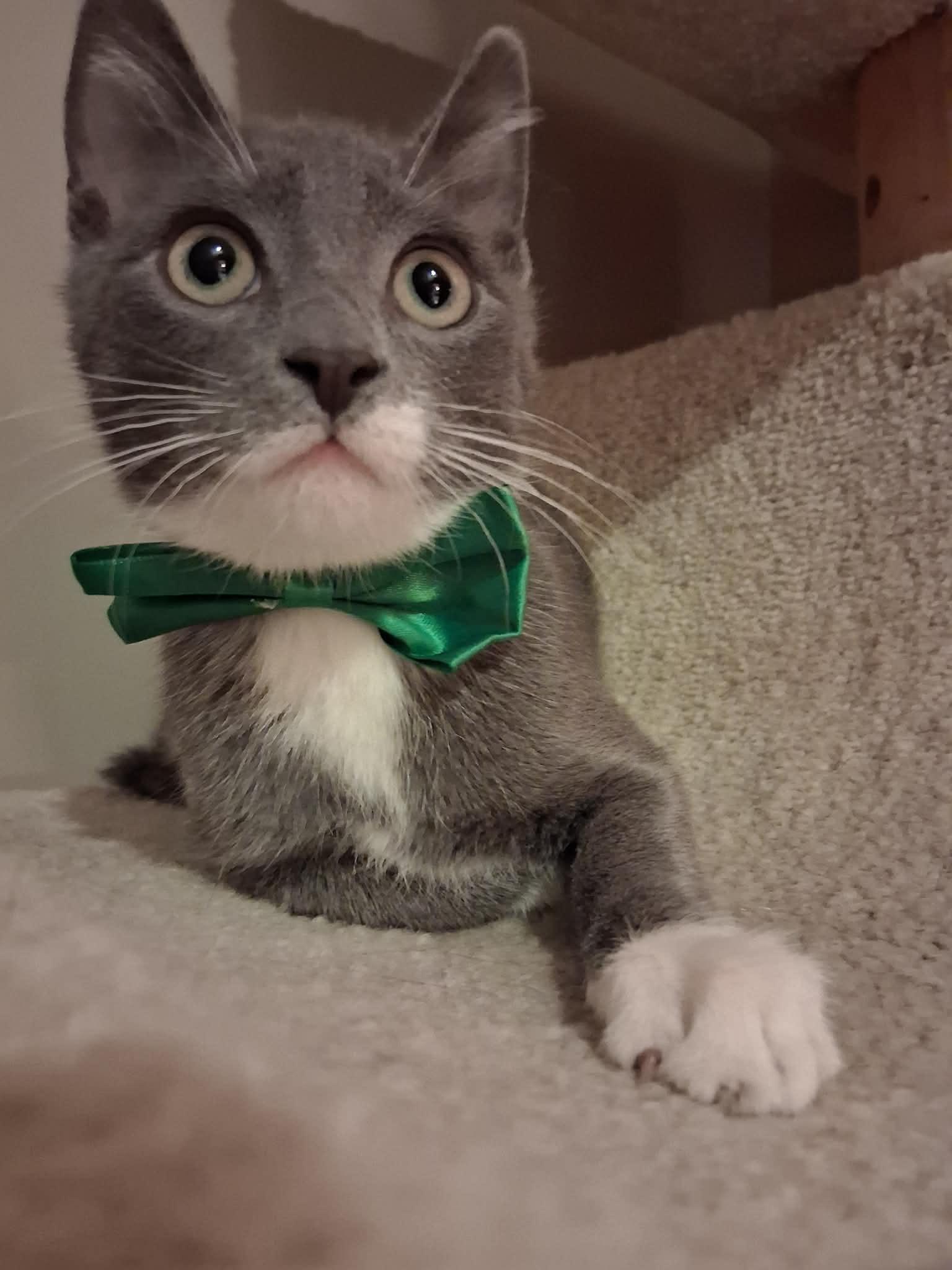 Jingle, ADOPTABLE, Kitten Male Domestic Short Hair.