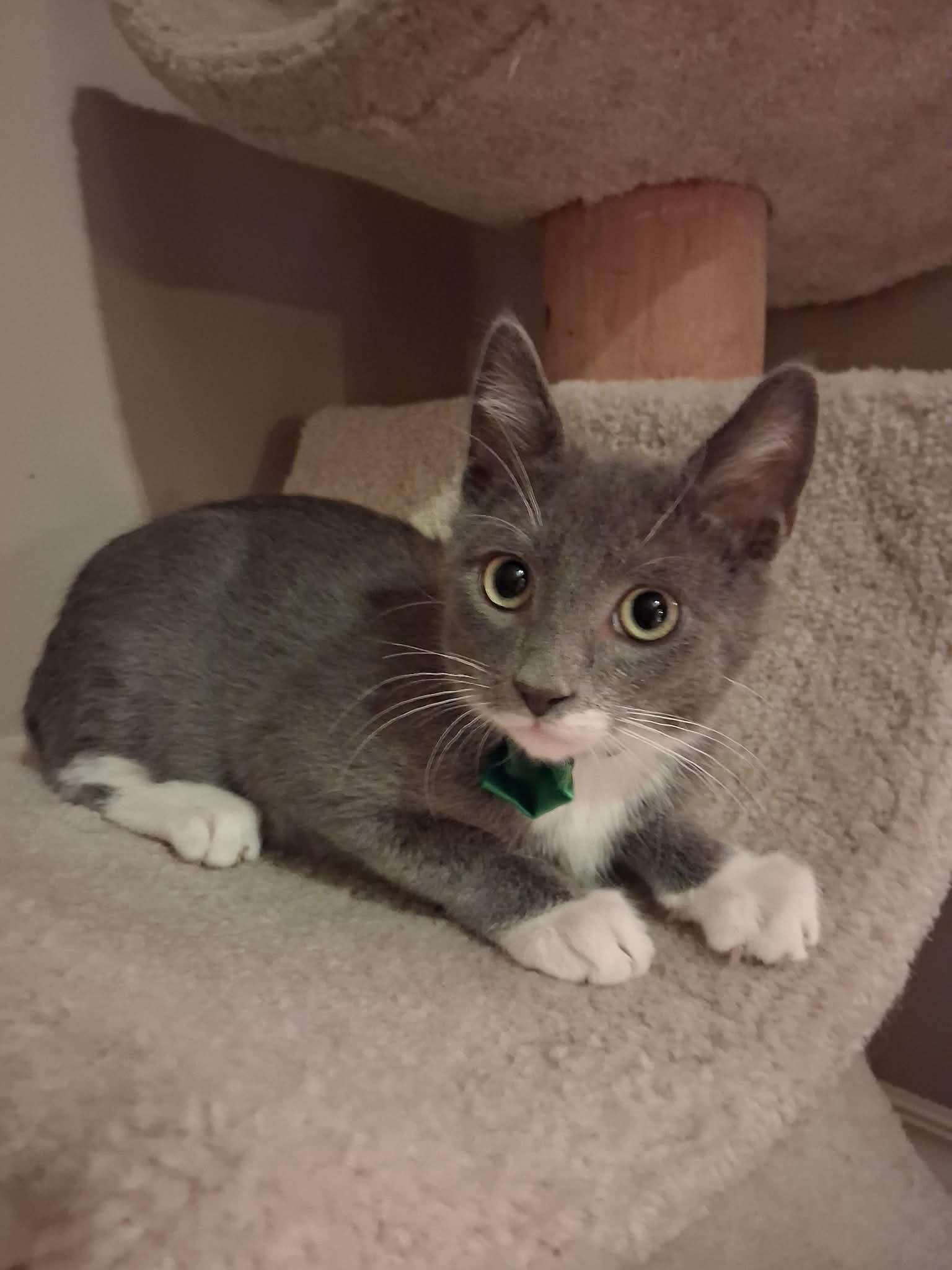 Jingle, a ADOPTABLE Domestic Short Hair in Wading River, NY image 5/6