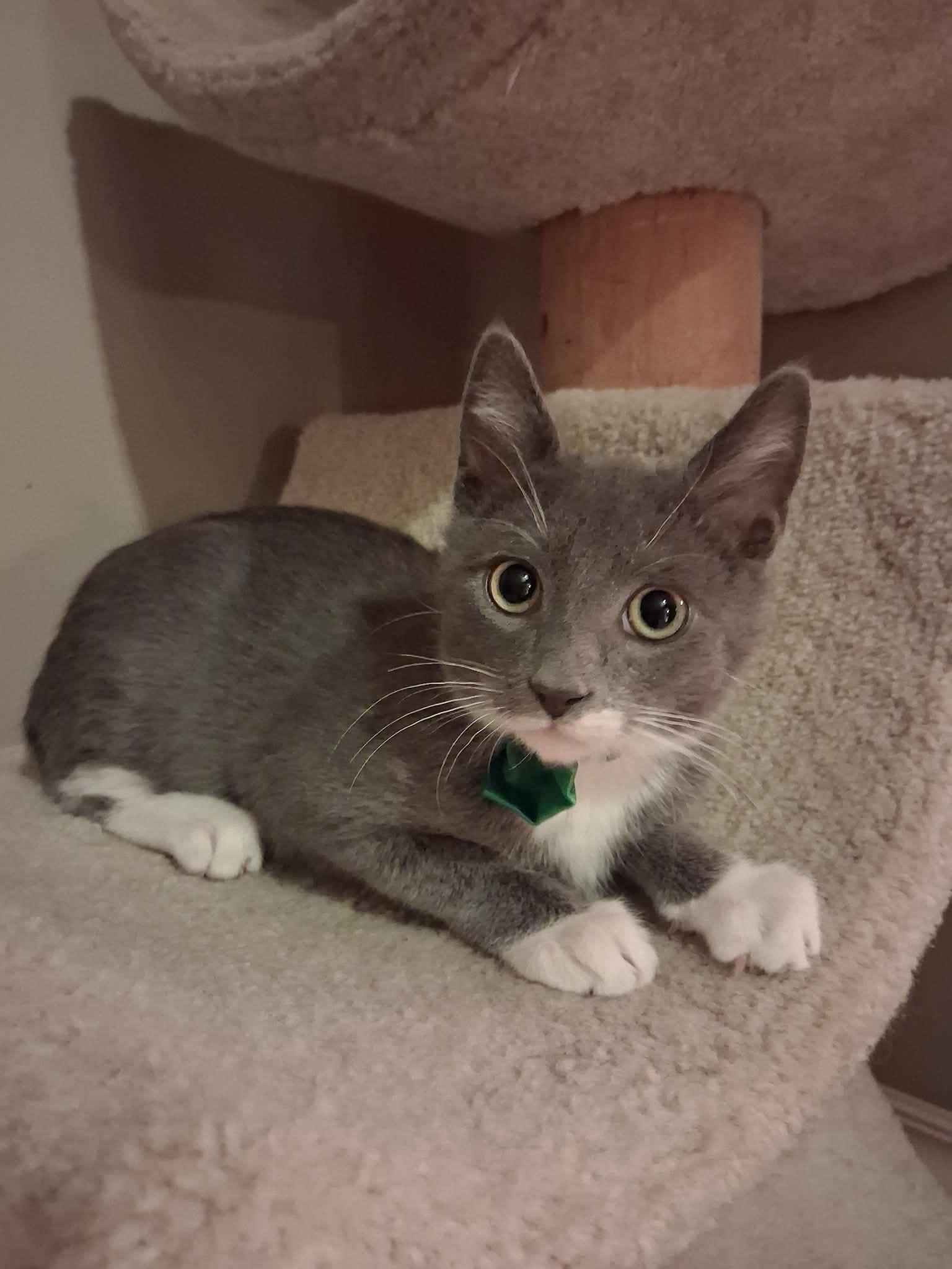 Jingle, a ADOPTABLE Domestic Short Hair in Wading River, NY image 6/6