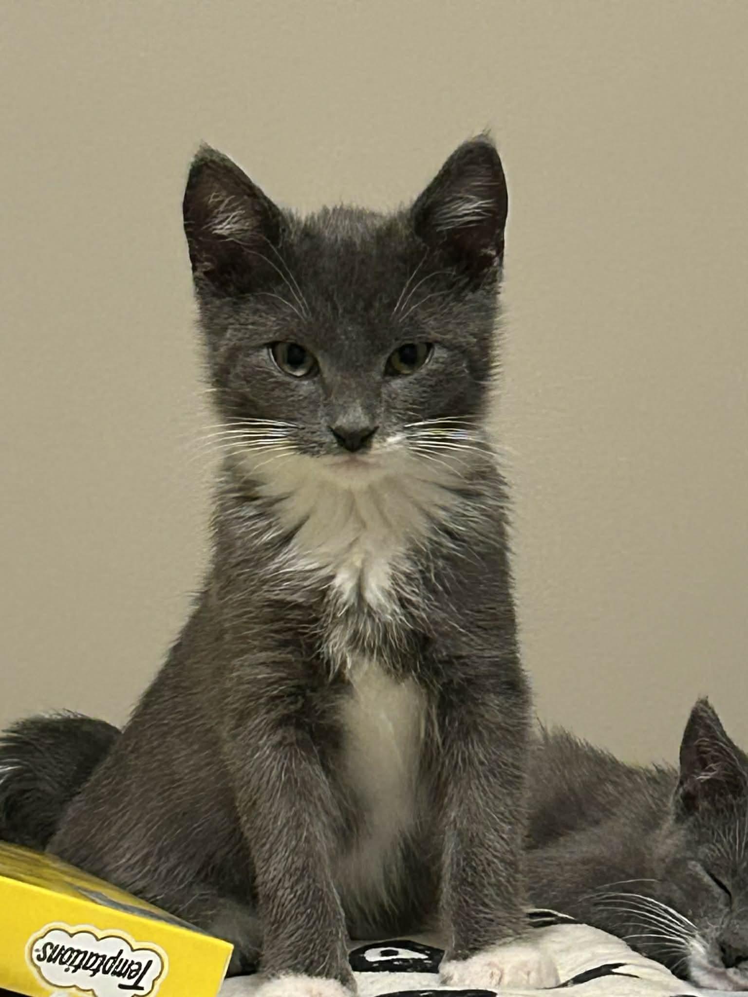 Jingle, a ADOPTABLE Domestic Short Hair in Wading River, NY image 3/6