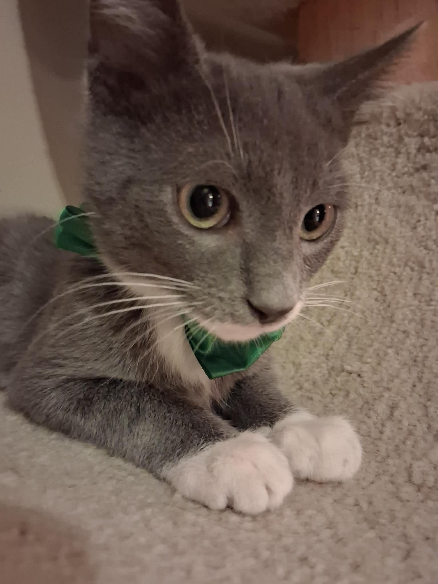 Jingle, a ADOPTABLE Domestic Short Hair in Wading River, NY image 4/6