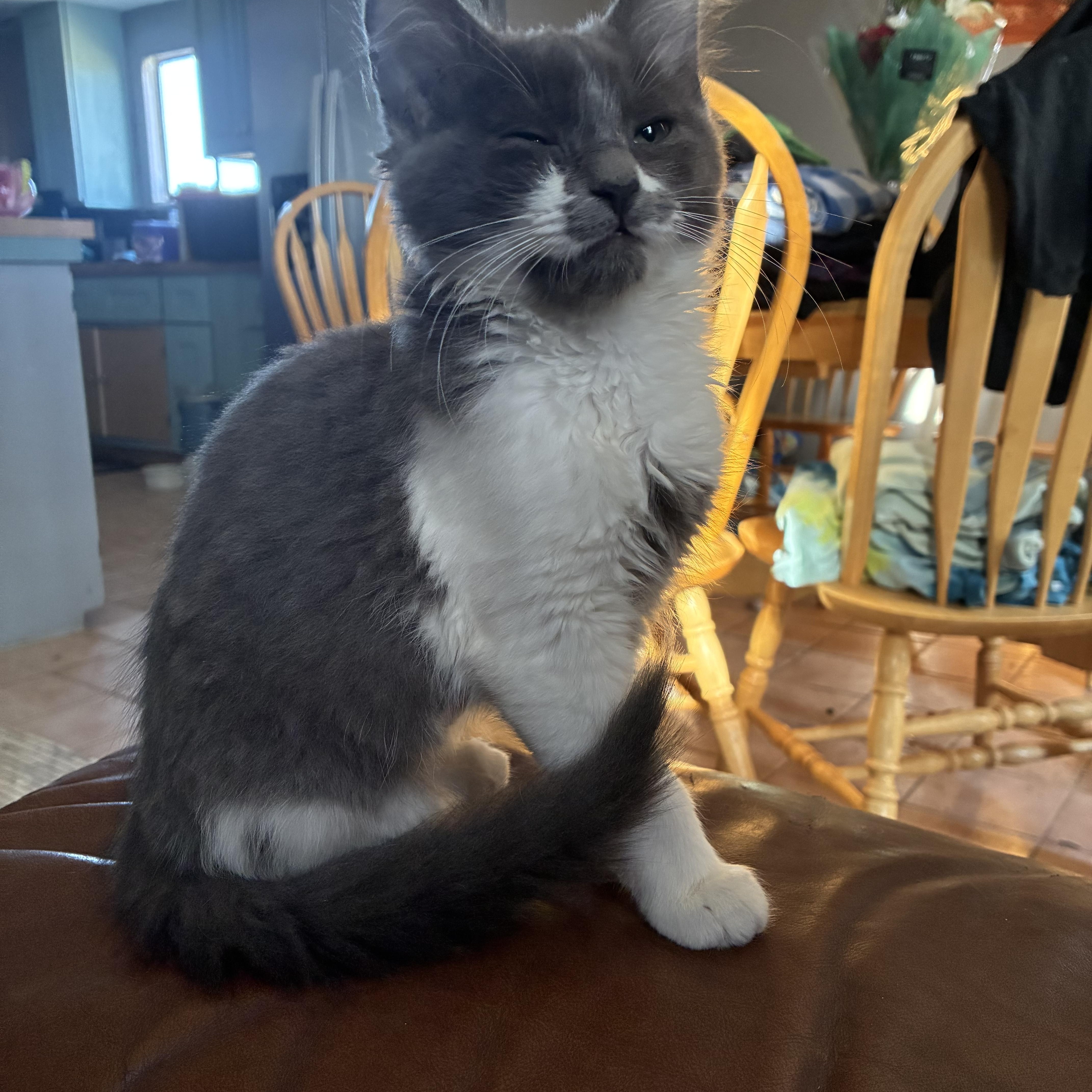 Enlarge Trooper, an adopted Domestic Long Hair in Palmdale, CA image 1/1