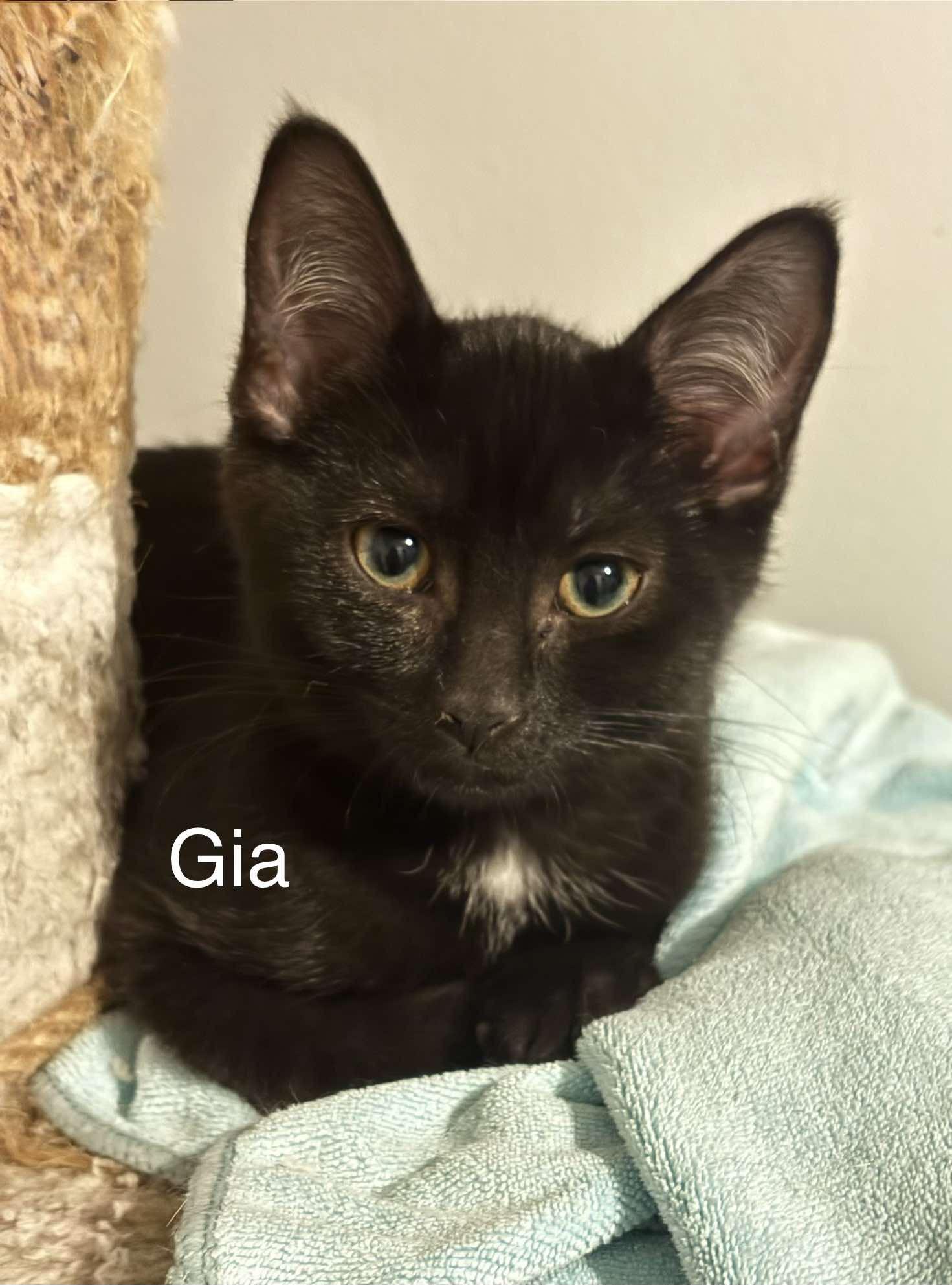 Gia, adopted, Young Female Domestic Short Hair.