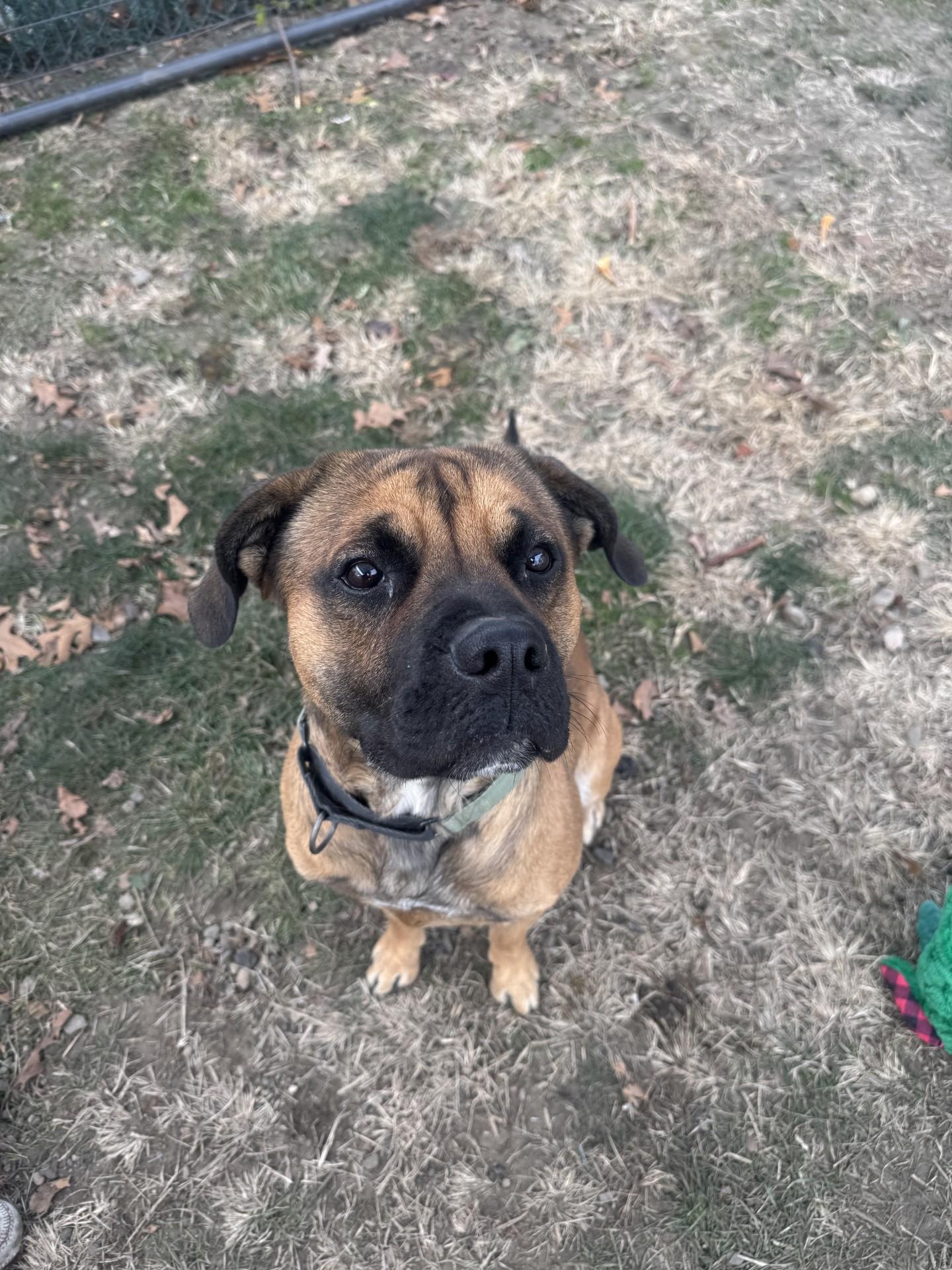 Rocky, ADOPTABLE, Young Male Mastiff & Labrador Retriever.