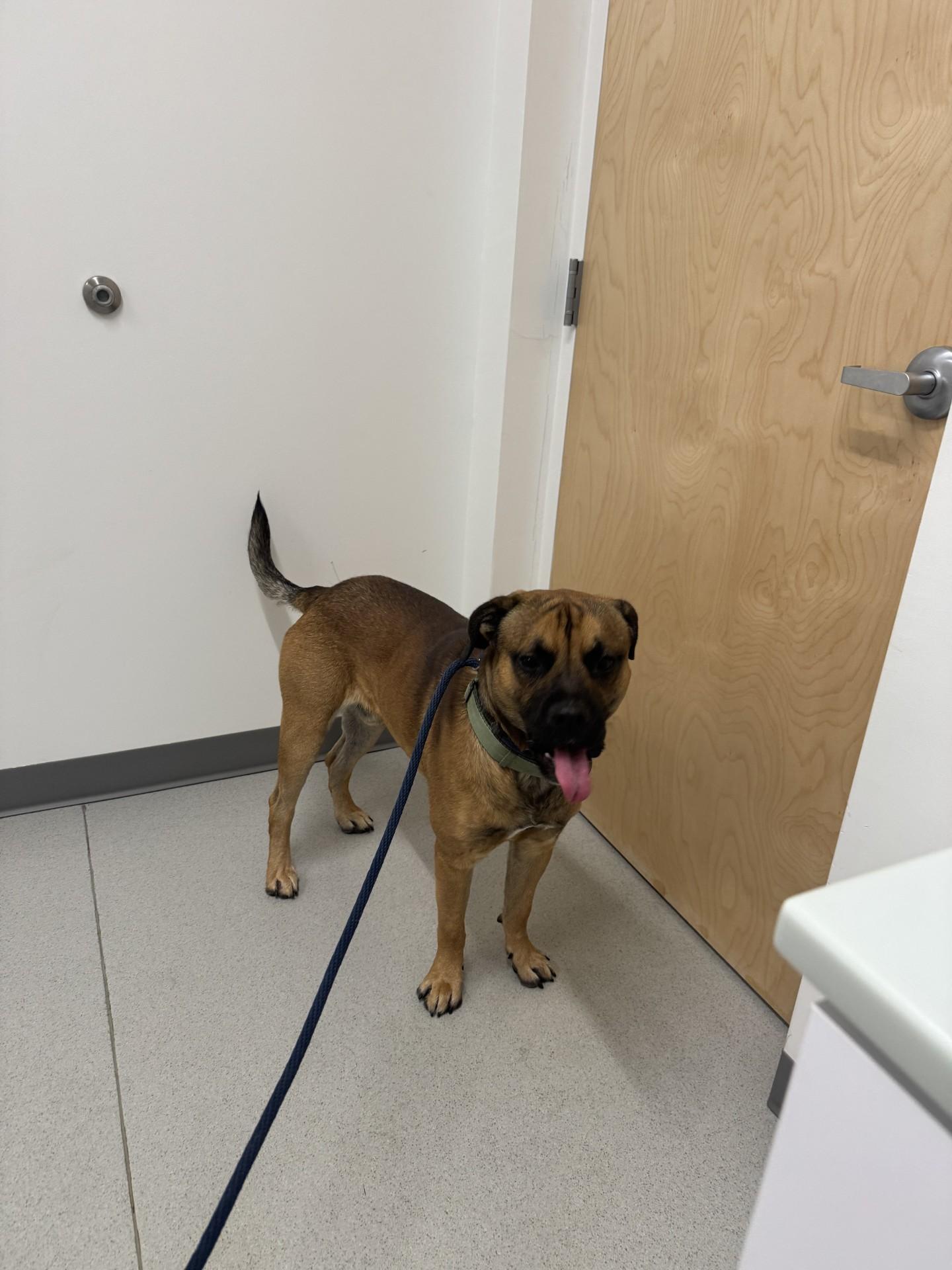 Rocky, a ADOPTABLE mixed breed in West Warwick, RI image 2/2