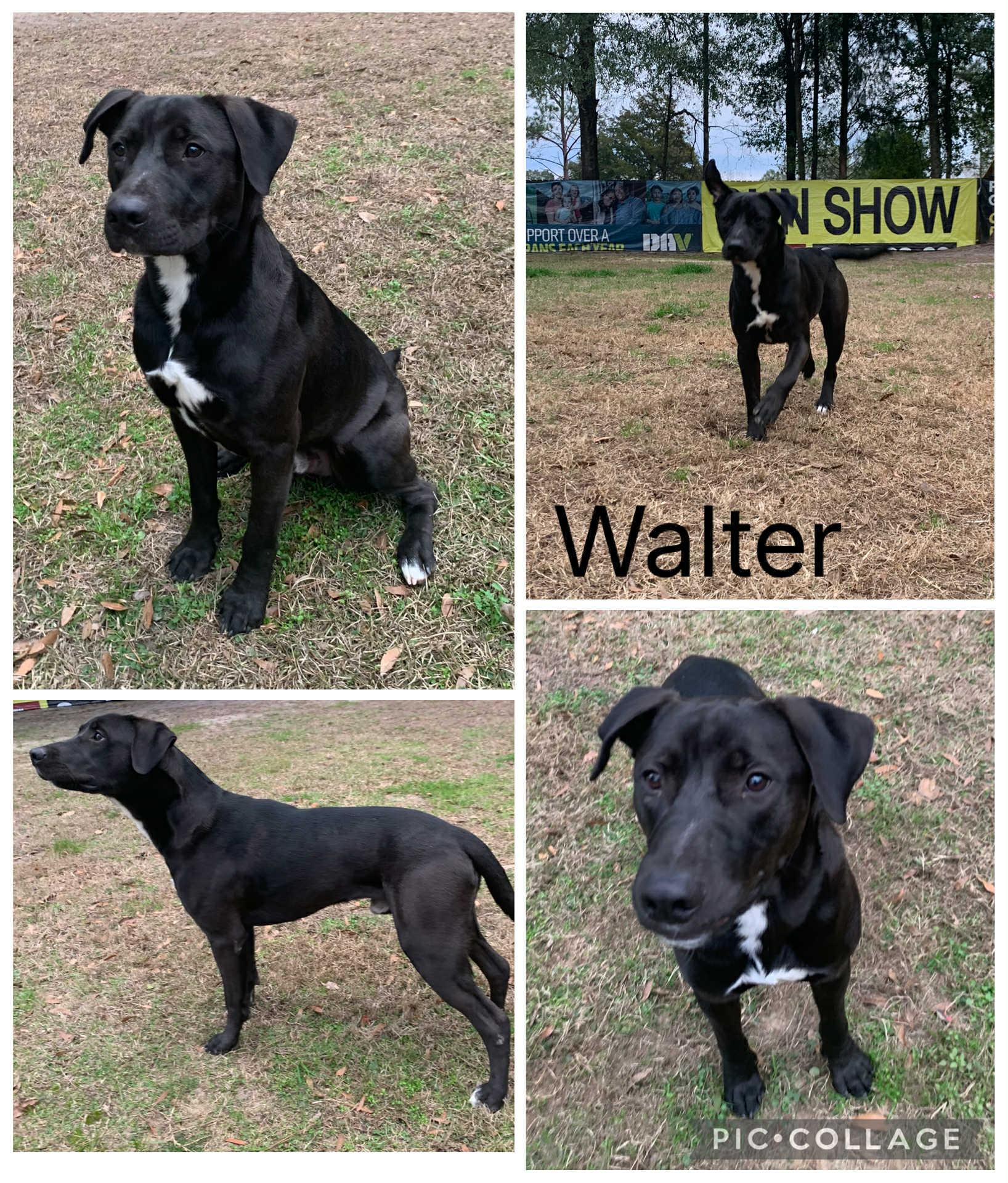 Walter, ADOPTABLE, Young Male Labrador Retriever.