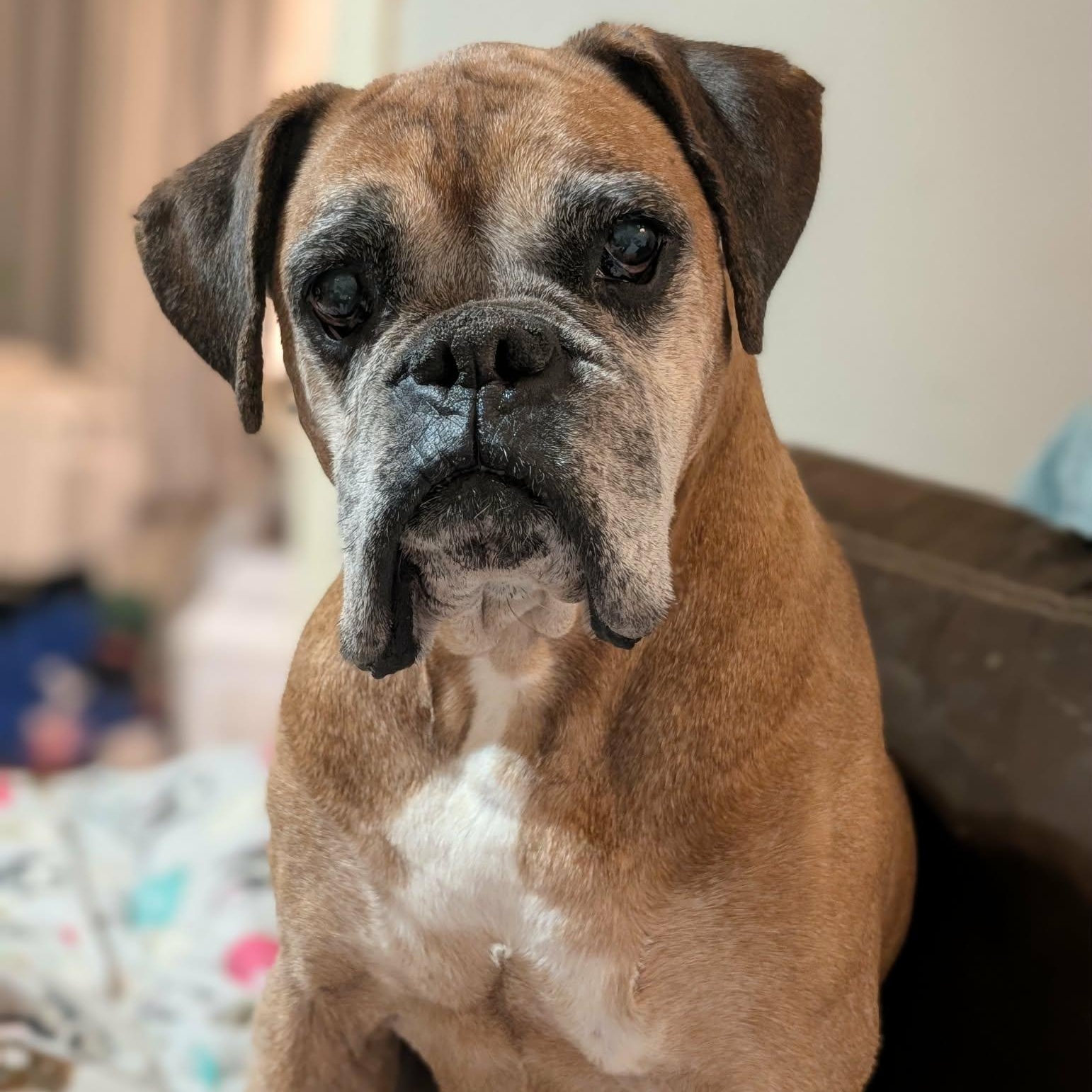 Macho, Adoptable, Senior Male Boxer.
