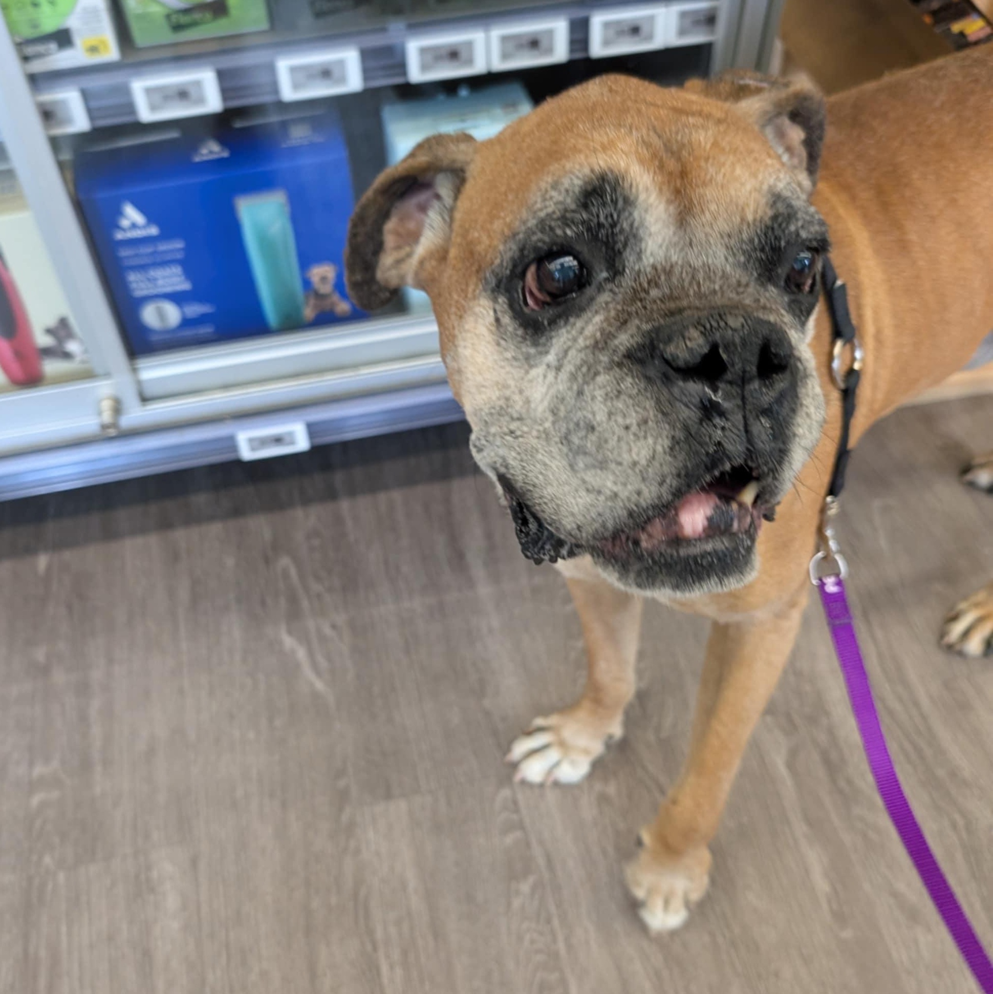 Macho, a Adoptable mixed breed in Rochester, NY image 6/6