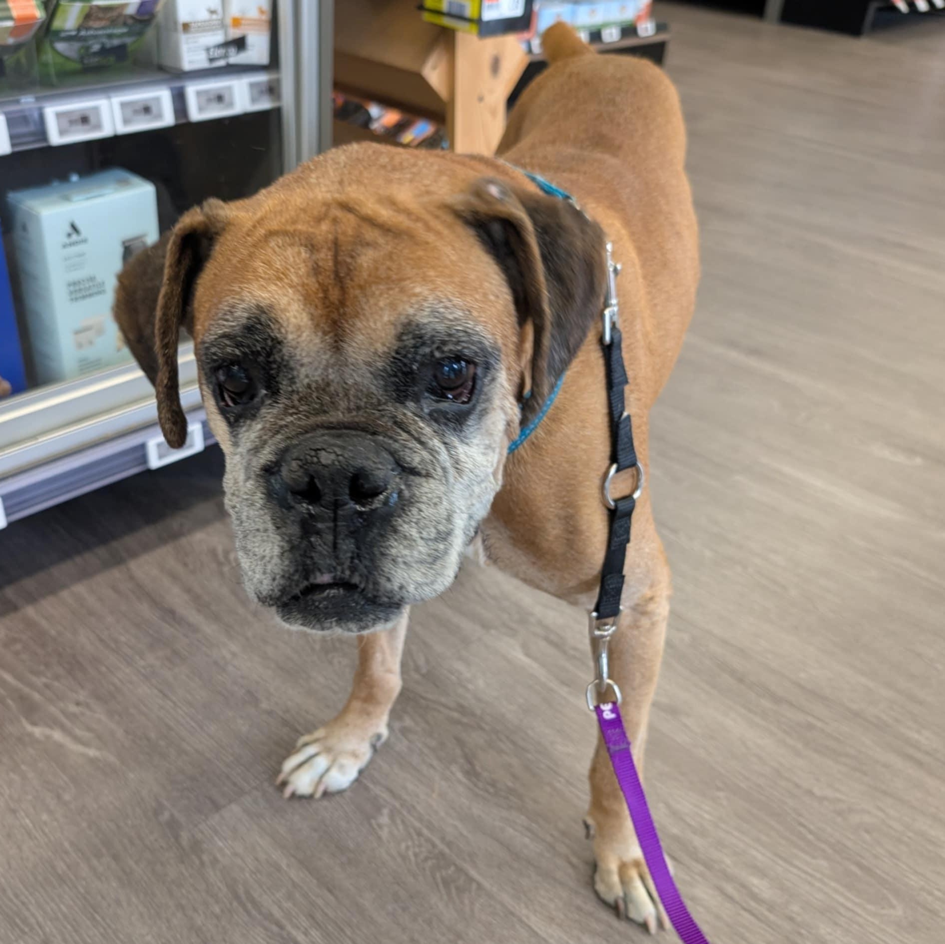 Macho, a Adoptable mixed breed in Rochester, NY image 4/6