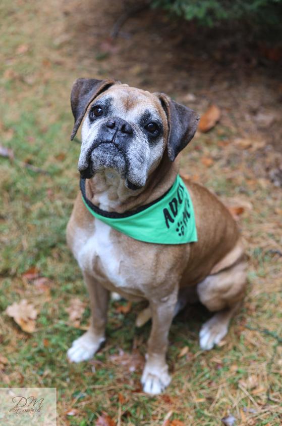 Enlarge Macho, a Adoptable mixed breed in Rochester, NY image 3/6