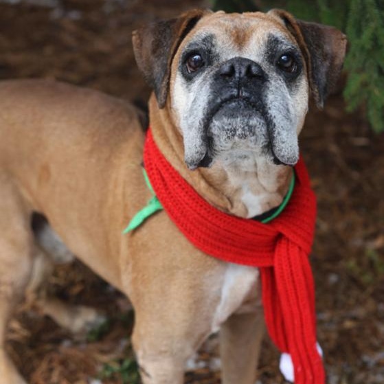 Enlarge Macho, a Adoptable mixed breed in Rochester, NY image 2/6