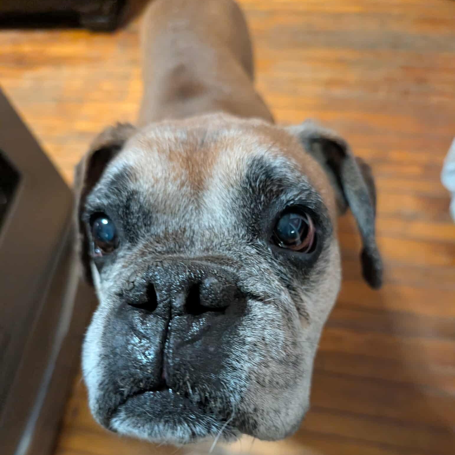 Macho, Adoptable, Senior Male Boxer.