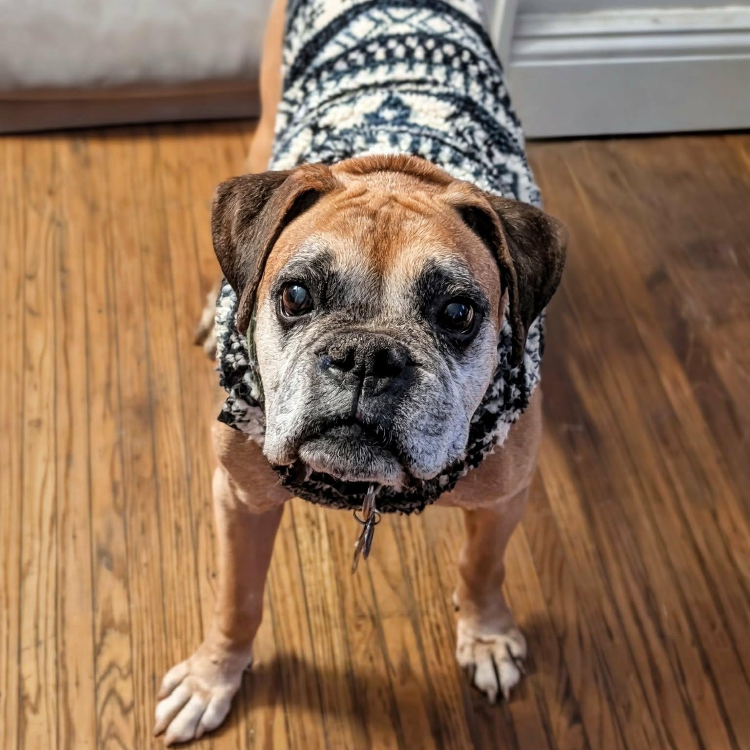 Enlarge Macho, a Adoptable mixed breed in Rochester, NY image 1/6