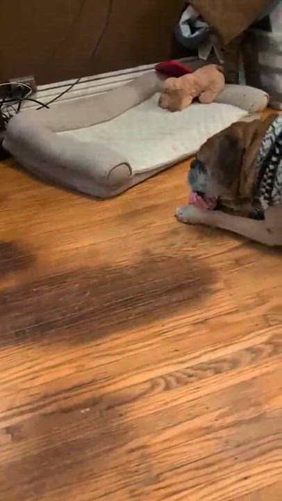 Enlarge Macho, a Adoptable mixed breed in Rochester, NY video 5/6