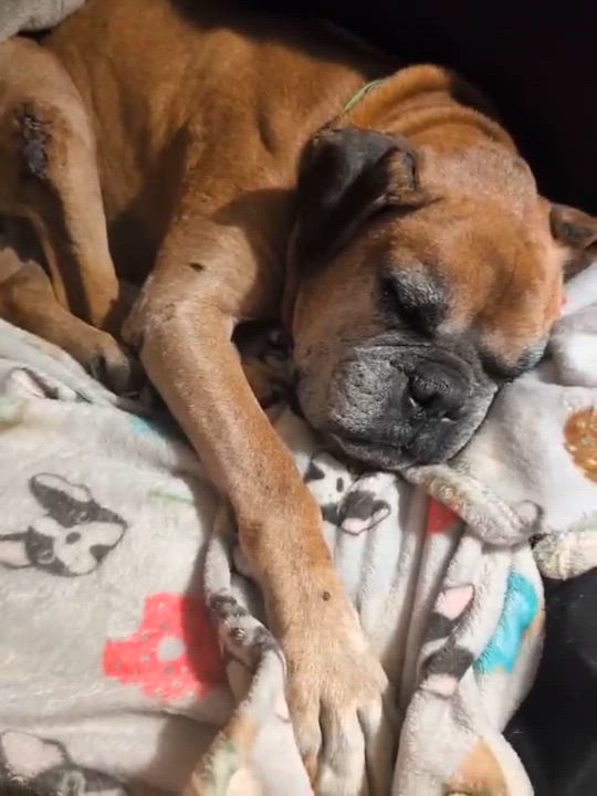 Enlarge Macho, a Adoptable mixed breed in Rochester, NY video 2/6