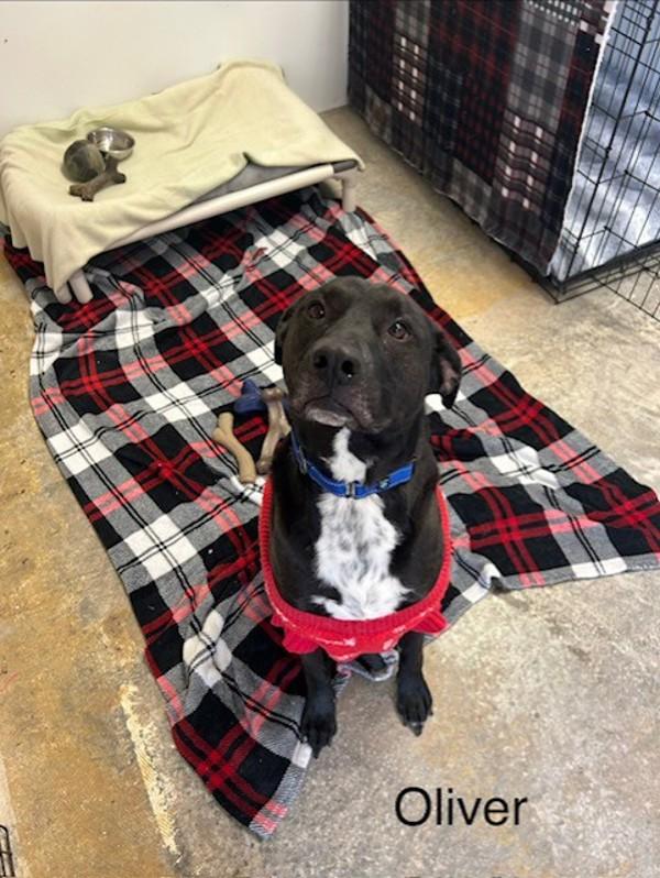 Oliver, Adoptable, Adult Male Hound.