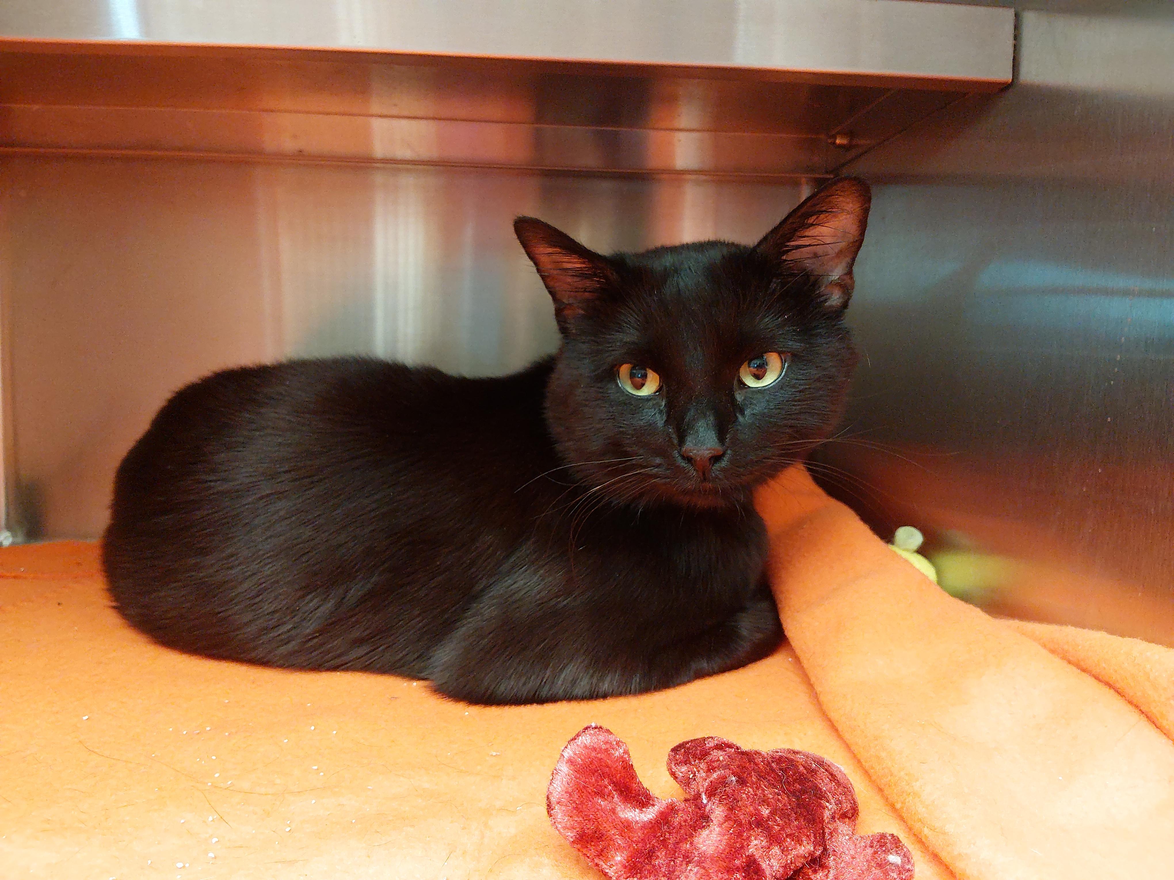 Enlarge Fig, a Adoptable Domestic Short Hair in Liberty, MO image 2/2