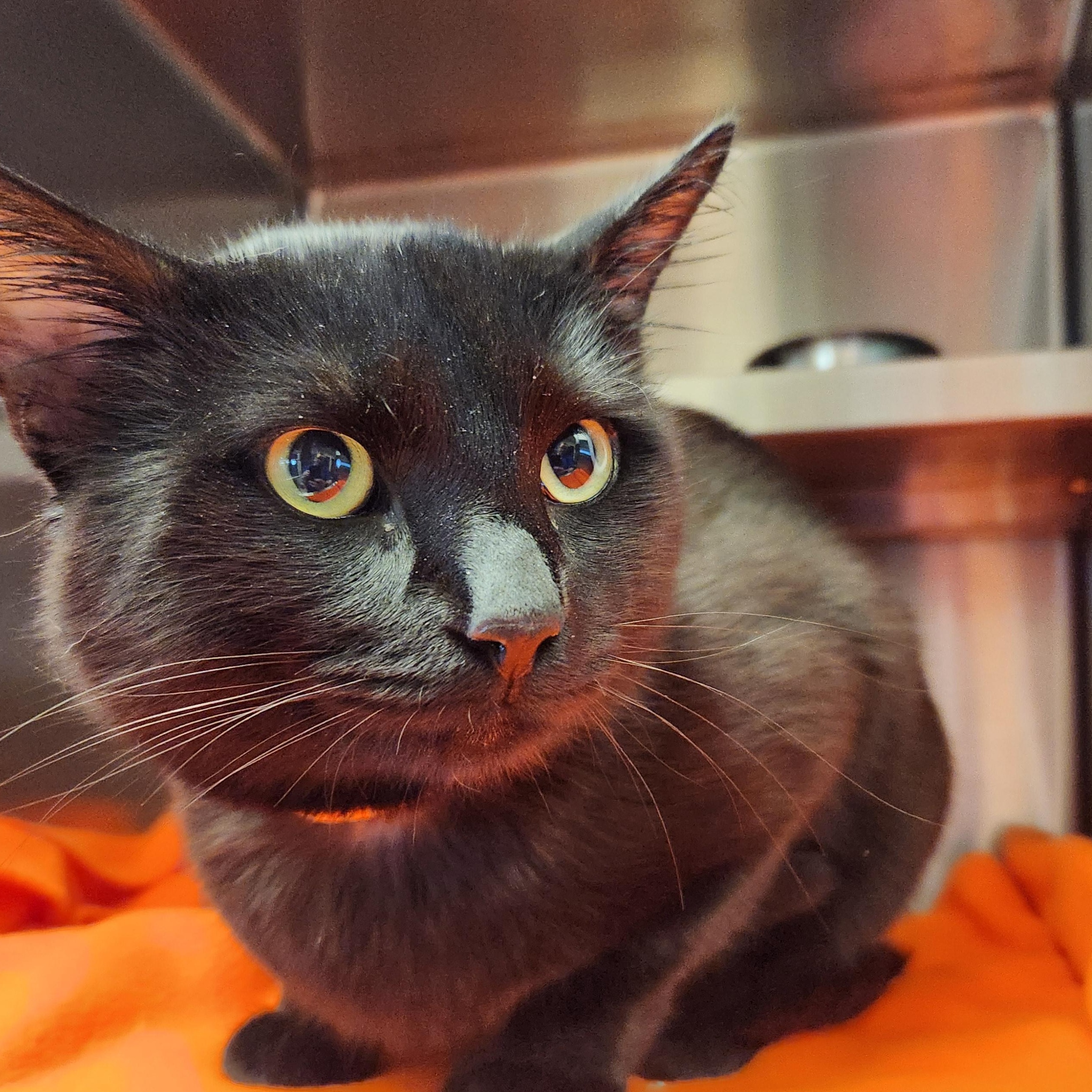 Fig, Adoptable, Adult Male Domestic Short Hair.