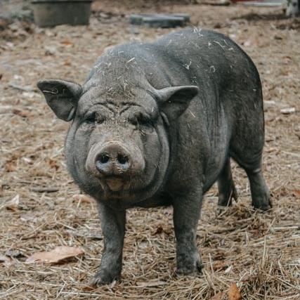 Enlarge Betty, a Adoptable mixed breed in Mount Juliet, TN image 1/1