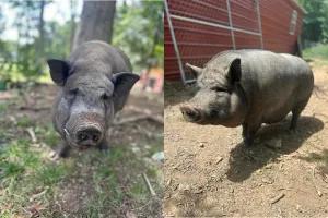 Bobby and Betty, Adult Female unknown