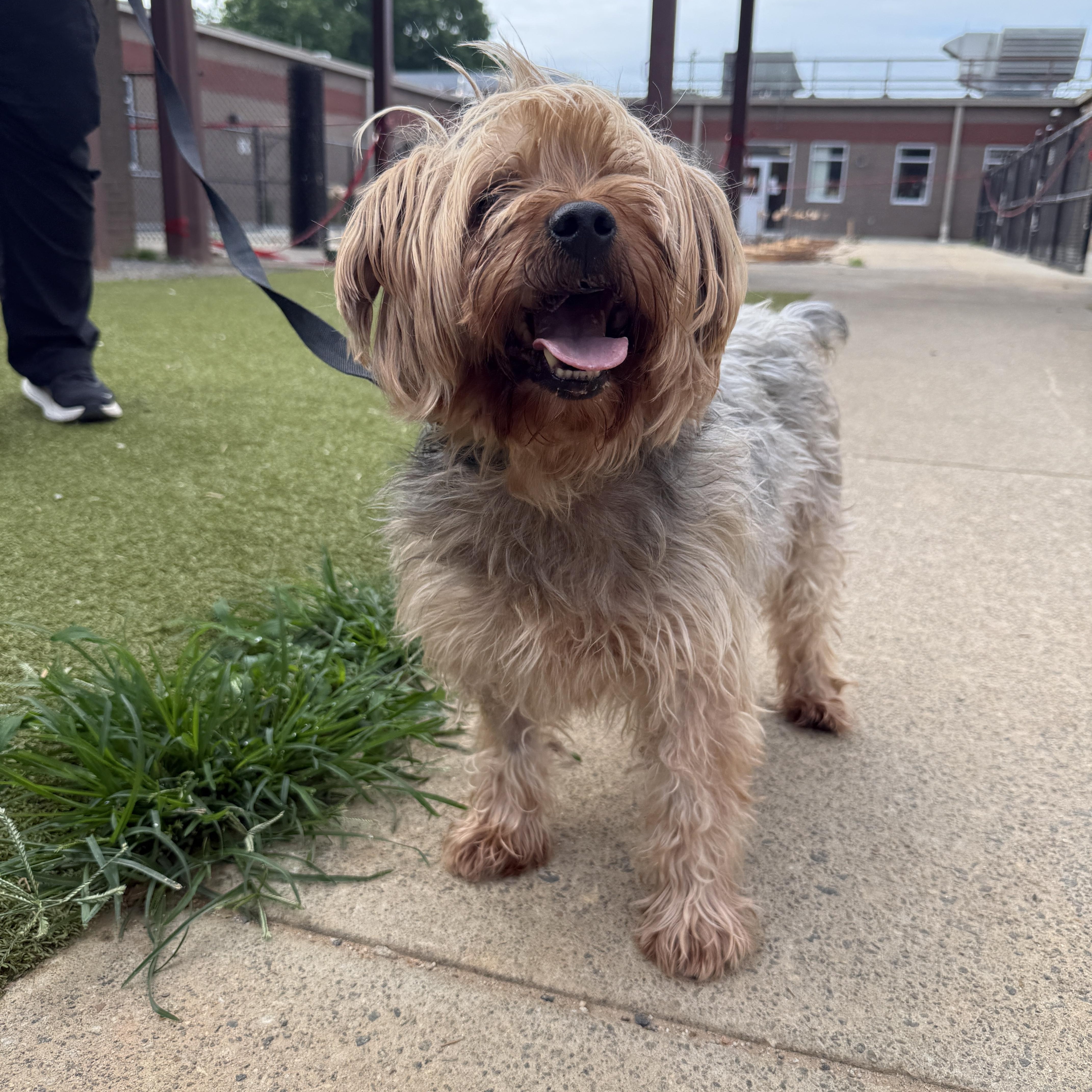 Enlarge Hank, a ADOPTABLE mixed breed in Buford, GA image 5/6