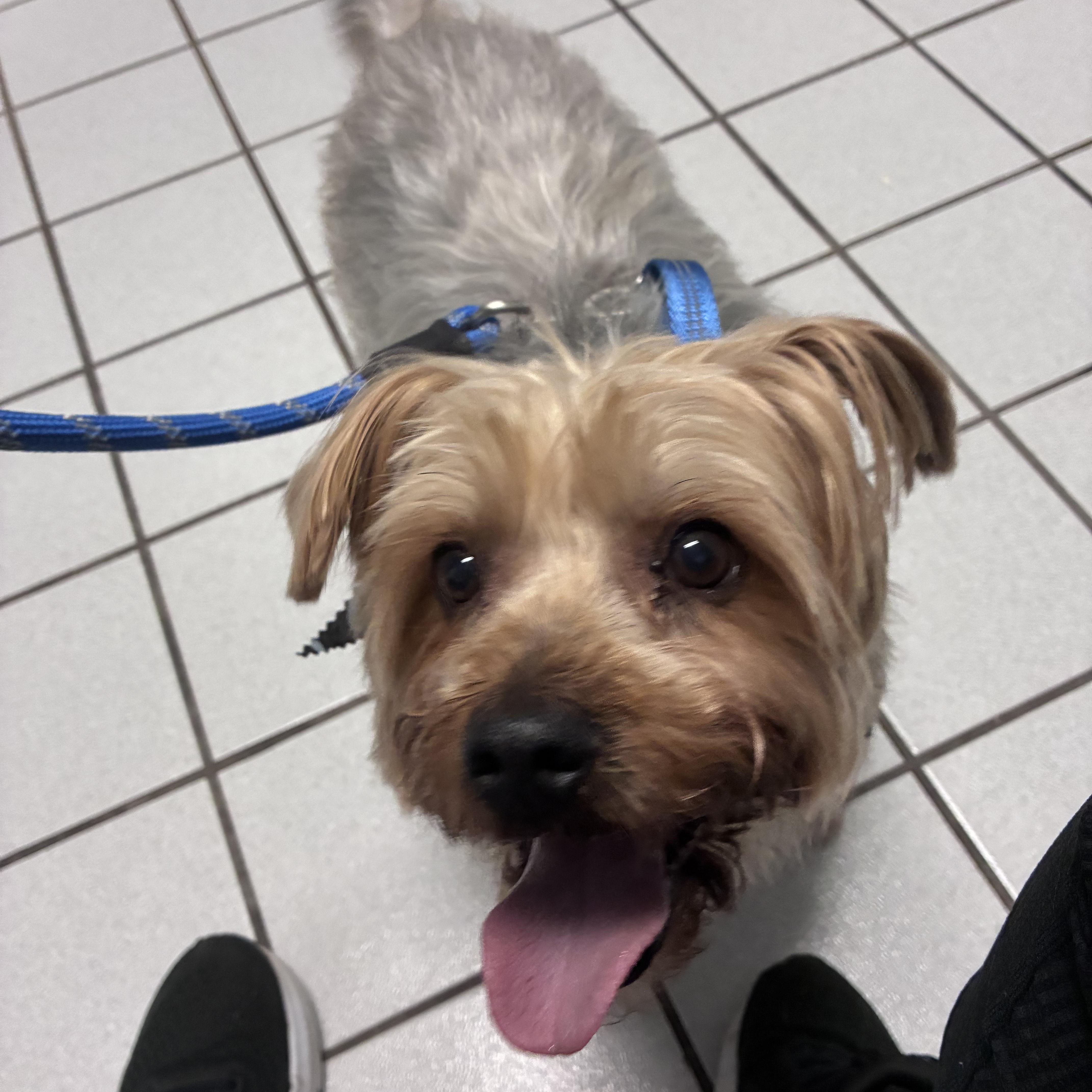 Enlarge Hank, a ADOPTABLE mixed breed in Buford, GA image 2/6