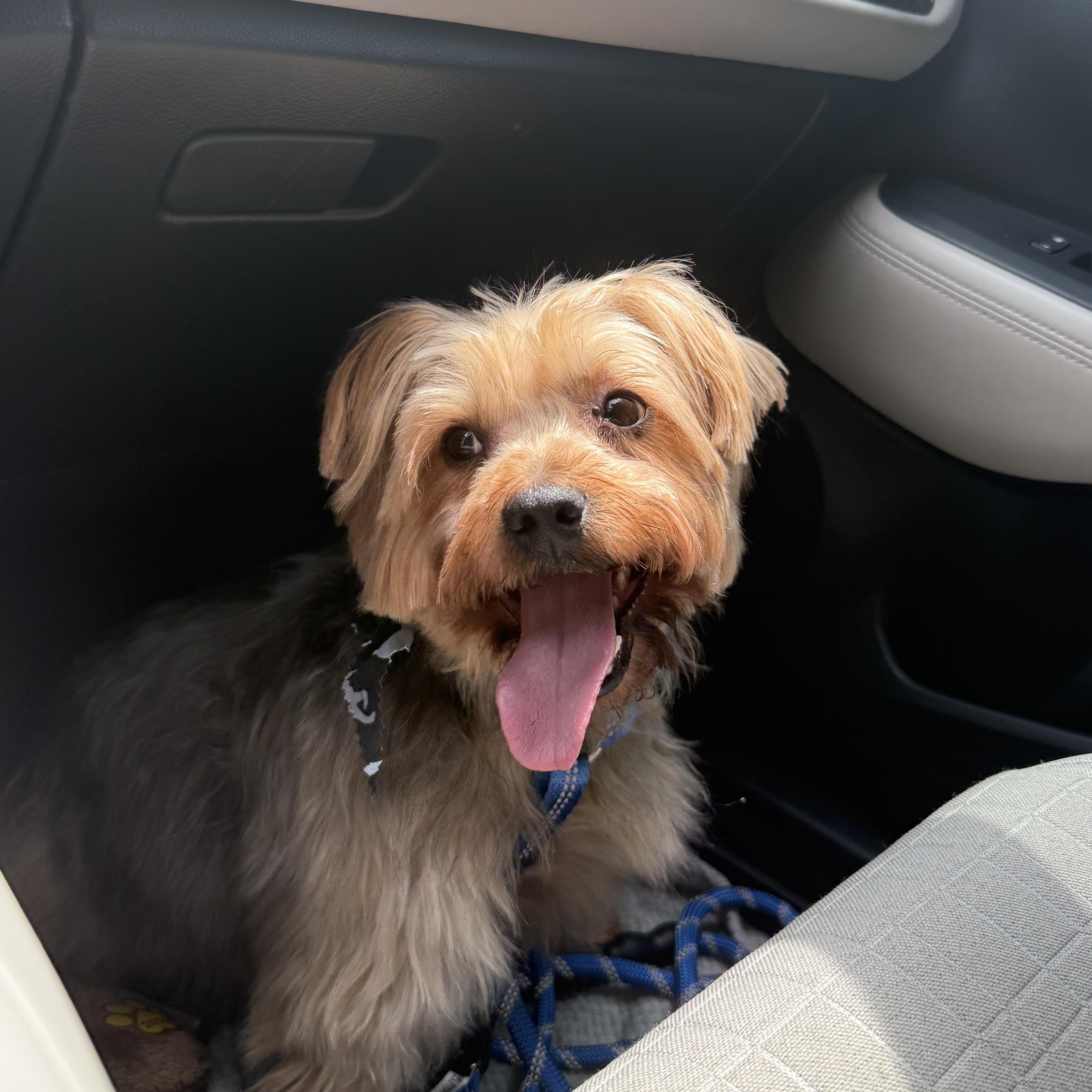 Enlarge Hank, a ADOPTABLE mixed breed in Buford, GA image 3/6