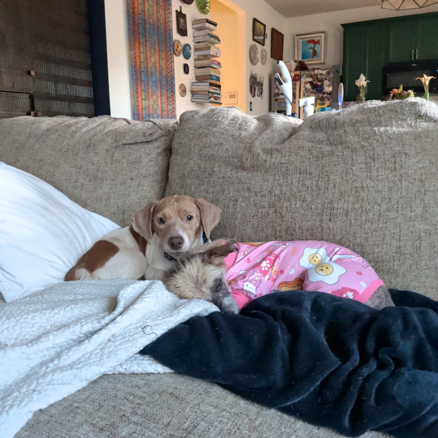 Enlarge Winnie, a Adopted mixed breed in West Bloomfield Twp , MI image 4/6