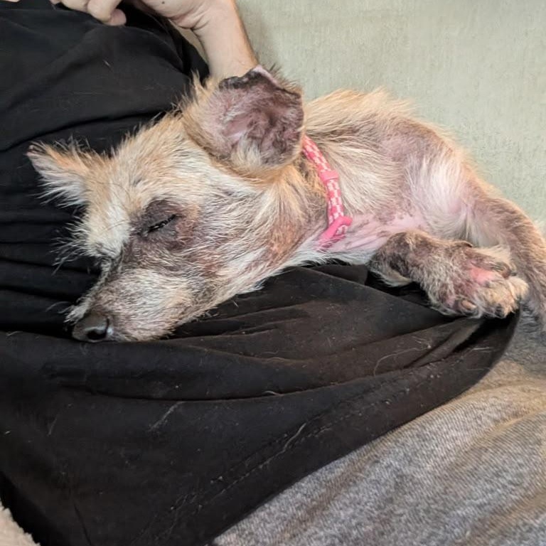 Enlarge Winnie, a Adopted mixed breed in West Bloomfield Twp , MI image 3/6