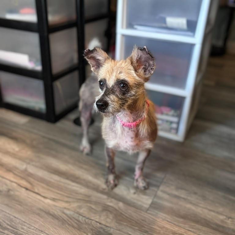 Enlarge Winnie, a Adopted mixed breed in West Bloomfield Twp , MI image 2/6