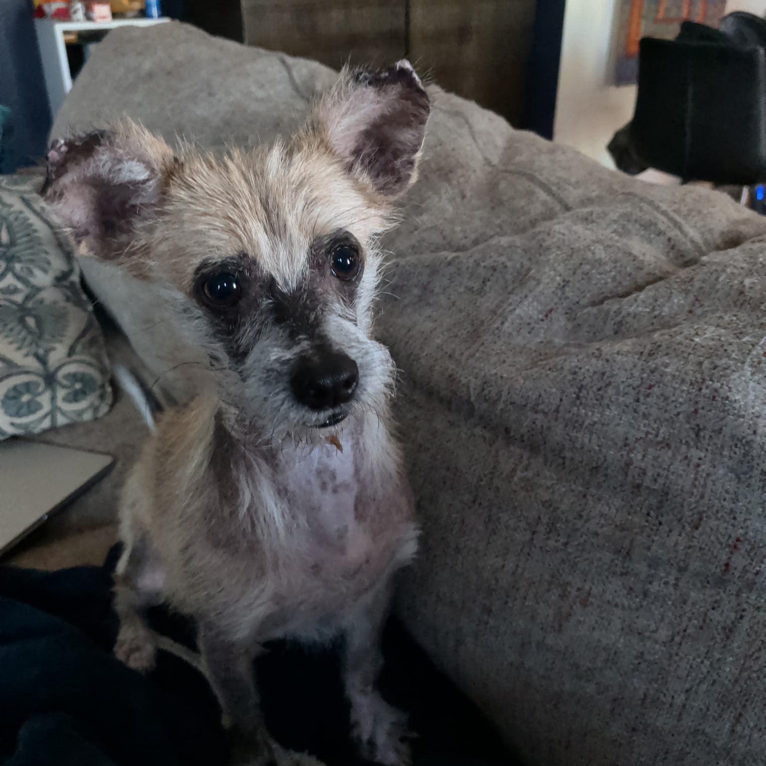 Enlarge Winnie, a Adopted mixed breed in West Bloomfield Twp , MI image 5/6