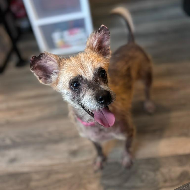 Enlarge Winnie, a Adopted mixed breed in West Bloomfield Twp , MI image 1/6