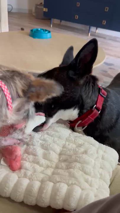 Enlarge Winnie, a Adopted mixed breed in West Bloomfield Twp , MI video 6/6