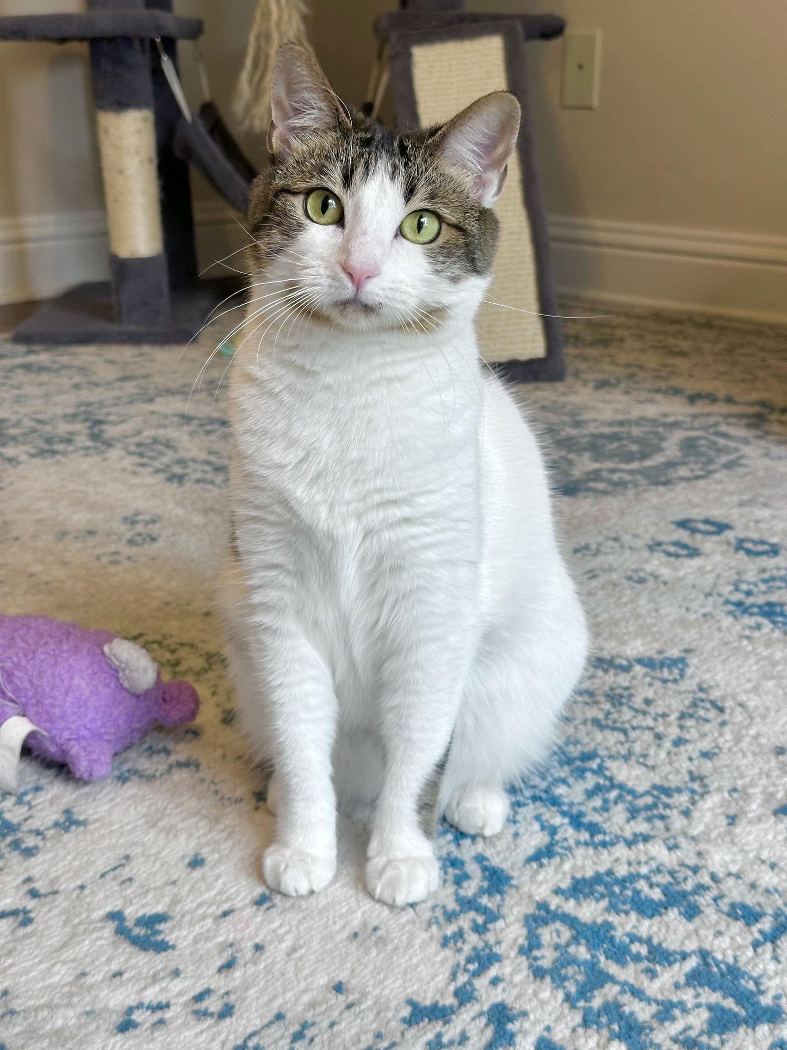 Leia, Adoptable, Adult Female Domestic Short Hair.