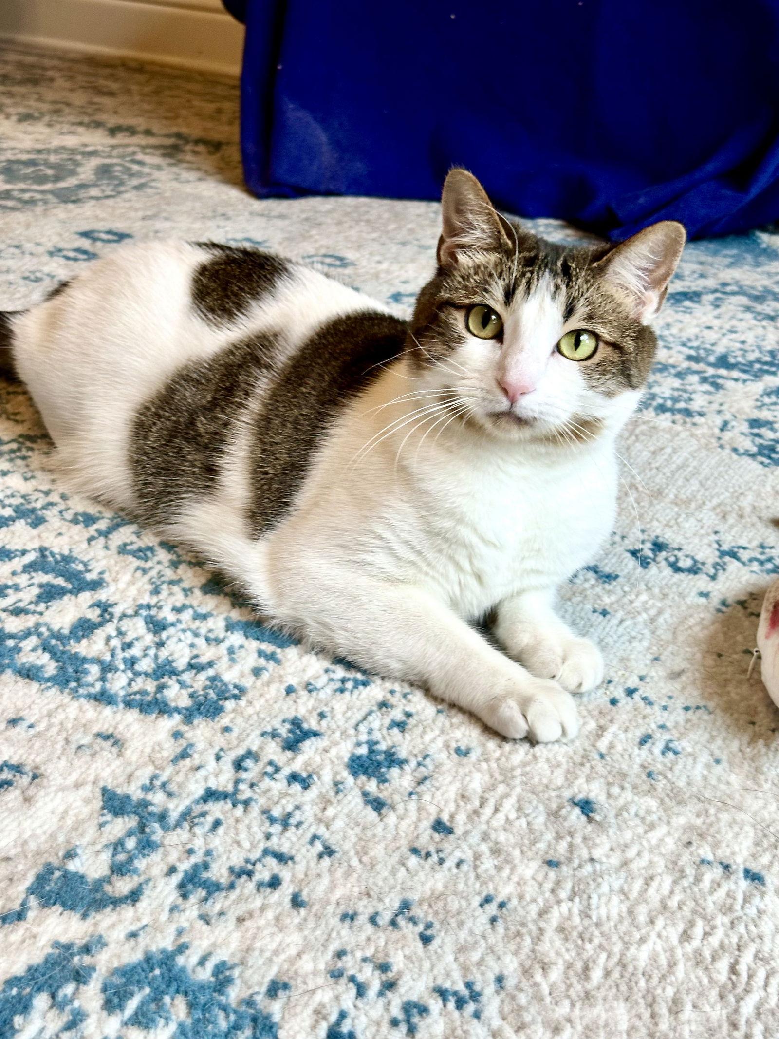 Enlarge Leia, a Adoptable Domestic Short Hair in Prosper, TX image 2/3