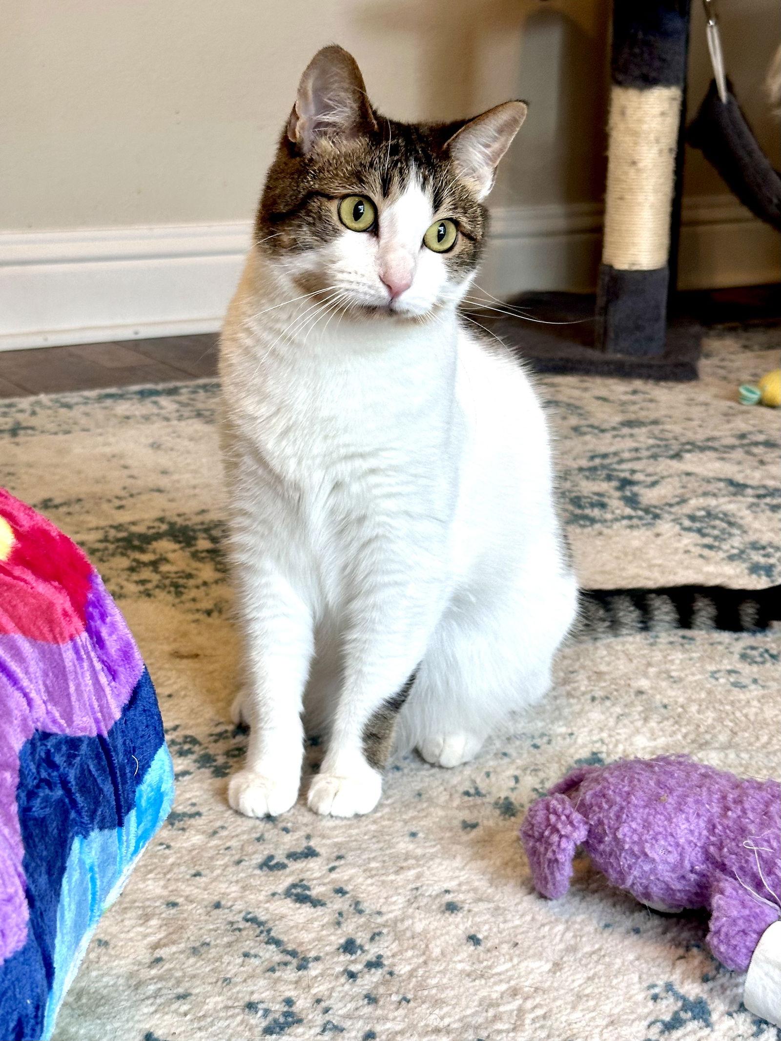 Enlarge Leia, a Adoptable Domestic Short Hair in Prosper, TX image 3/3