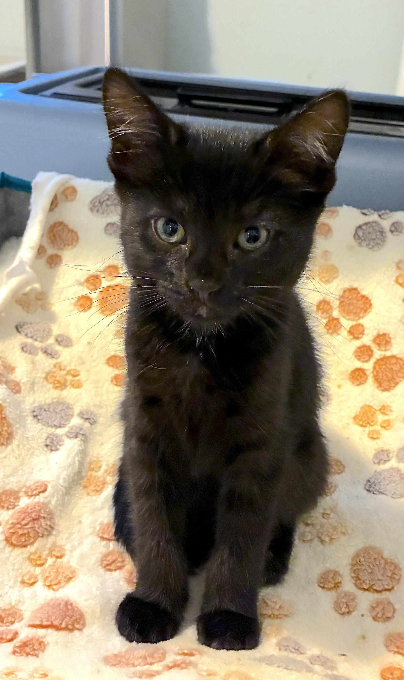 ROBIN - Bonded with Clover, a Adopted Domestic Short Hair in Fremont, CA image 1/3