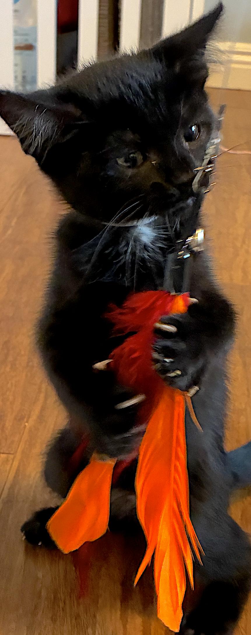 ROBIN - Bonded with Clover, a Adopted Domestic Short Hair in Fremont, CA image 2/3