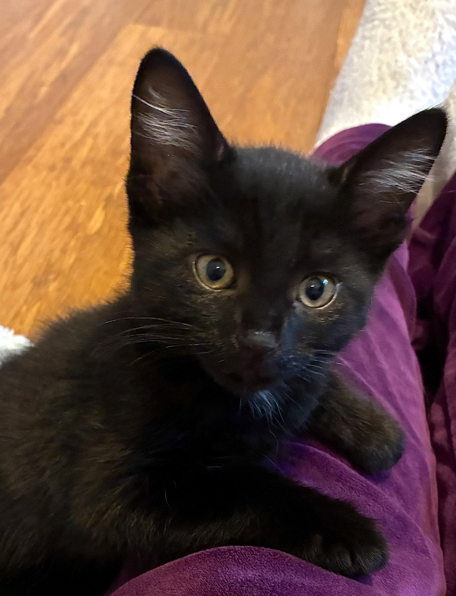 ROBIN - Bonded with Clover, a Adopted Domestic Short Hair in Fremont, CA image 3/3
