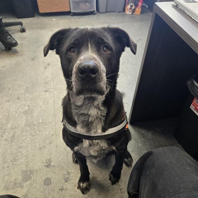 Enlarge JUNIPER, a Adoptable mixed breed in Casper, WY image 1/1