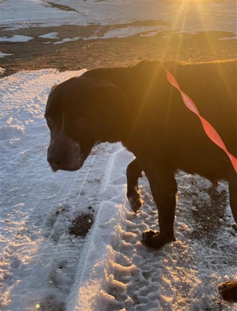 JUNIPER, Adoptable, Adult Female Labrador Retriever & Mixed Breed.