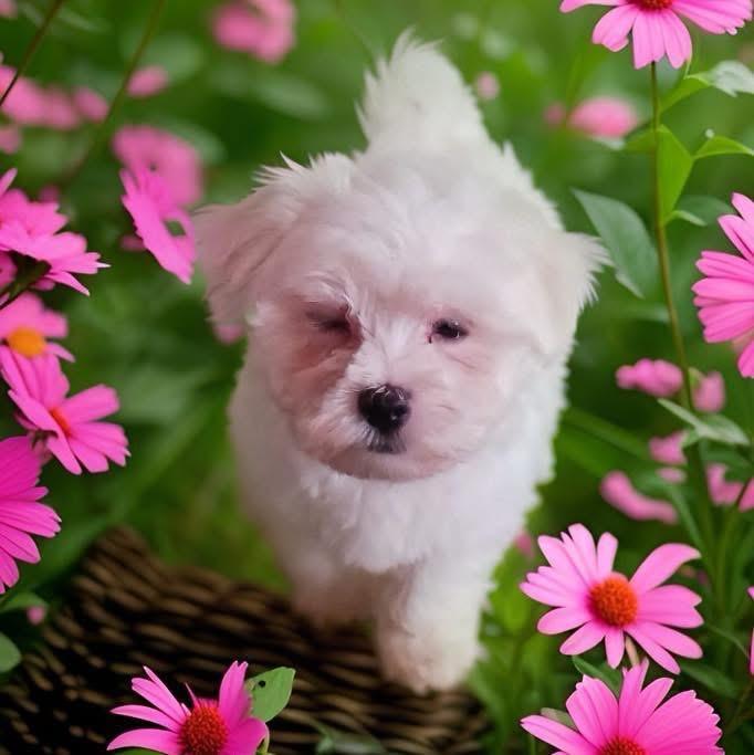 Enlarge Paul, a ADOPTABLE Maltese in Rye , NY image 2/3