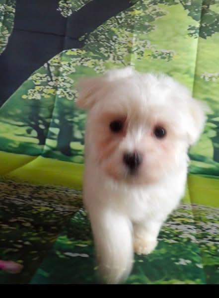 Paul, ADOPTABLE, Puppy Male Maltese.